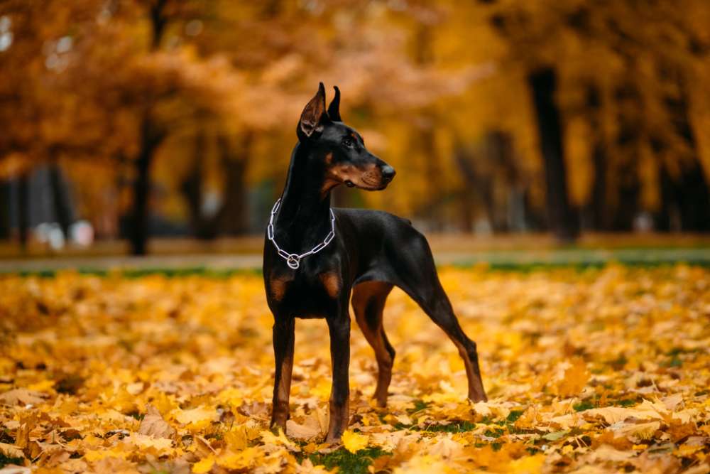 doberman