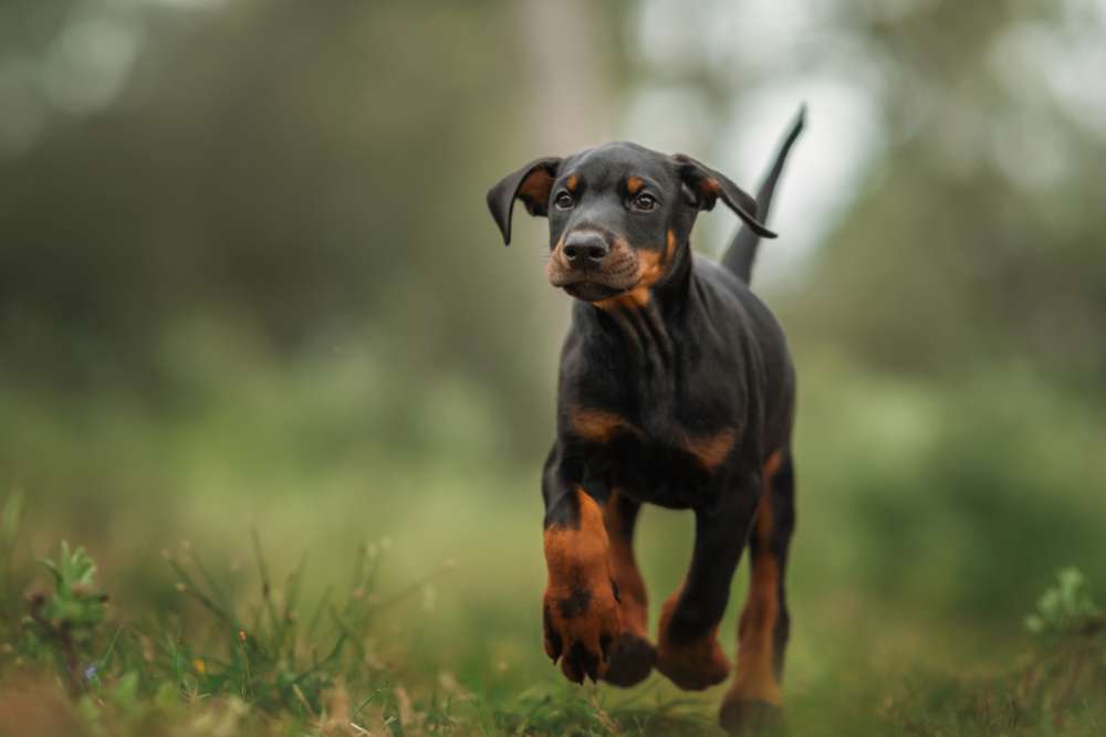 štene dobermana