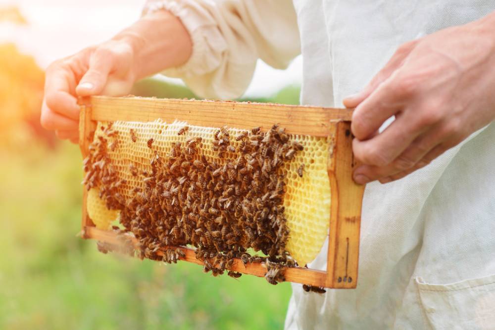 vodič za pčelarstvo